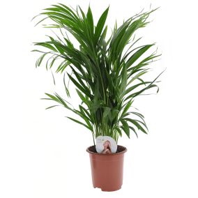 Dypsis Lutescens - Areca Palmier D'or - Pot 17cm - Hauteur 60-70cm