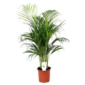 Dypsis Lutescens - Areca Palmier D'or - Pot 21cm - Hauteur 100-120cm