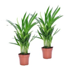 Dypsis Lutescens - Areca Palmier D'or - Set de 2 - Pot 12cm - Hauteur 30-45cm