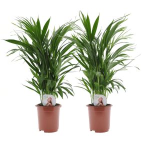 Dypsis Lutescens - Areca Palmier D'or - Set de 2 - Pot 17cm - Hauteur 60-70cm