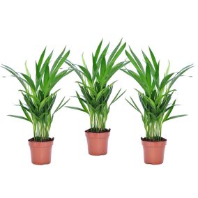 Dypsis Lutescens - Areca Palmier D'or - Set de 3 - Pot 12cm - Hauteur 30-45cm