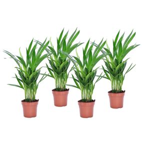 Dypsis Lutescens - Areca Palmier D'or - Set de 4 - Pot 12cm - Hauteur 30-45cm