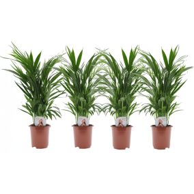 Dypsis Lutescens - Areca Palmier D'or - Set de 4 - Pot 17cm - Hauteur 60-70cm