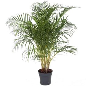 Dypsis Lutescens - Areca Palmier D'or XXL - Pot 27cm - Hauteur 140-150cm