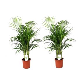 Dypsis Lutescens - Set de 2 - Palmier - Pot 21cm - Hauteur 100-120cm