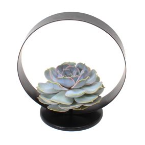 Echeveria Black Metal Ring - succulente dans un anneau décoratif - 20 cm - Noir