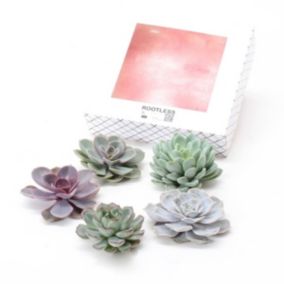 Echeveria DIY Mix 5 - cinq plantes succulentes à des fins décoratives - 7 cm