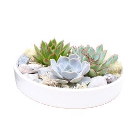 Echeveria Garden Mix White - succulentes à échelle décorative - Blanc - 20 cm