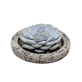 Echeveria Koala Bowl - succulente en échelle décorative - Gris - 20 cm