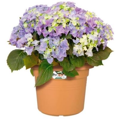 ELHO Pot de fleurs Green Basics cilinder - 43,8 x H 33,8cm - Terre cuite doux