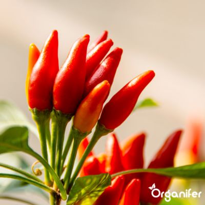Engrais Liquide pour Piment - 10 L - Organifer | Castorama