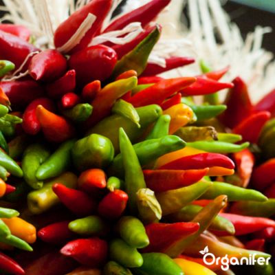 Engrais Liquide pour Piment - 10 L - Organifer | Castorama