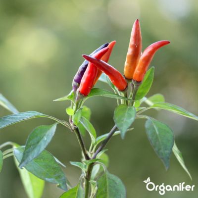 Engrais Liquide pour Piment - 10 L - Organifer | Castorama