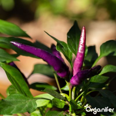 Engrais Liquide pour Piment - 10 L - Organifer | Castorama