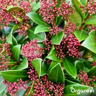 Engrais Liquide pour Skimmia - 10 L - Organifer | Castorama