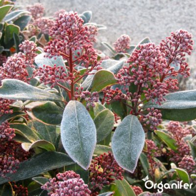 Engrais Liquide pour Skimmia - 10 L - Organifer | Castorama