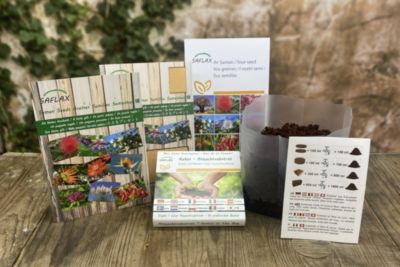 Graines Pleiospilos Nelii - Cleft Stone - 40 Graines + Substrat Coco - Plante Succulente Type Pierre Vivante