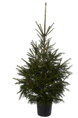 Épinette de Norvège naturel en pot h.150 cm