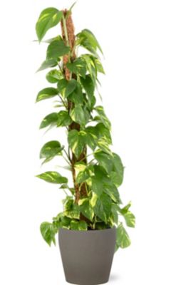 Epipremum pinnatum 21cm avec cache pot pierre