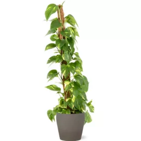 Epipremum pinnatum 21cm avec cache pot pierre