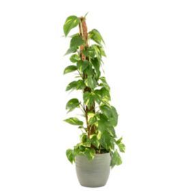 Epipremum pinnatum 21cm avec cache pot rayures vertes