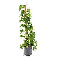 Epipremum pinnatum 21cm
