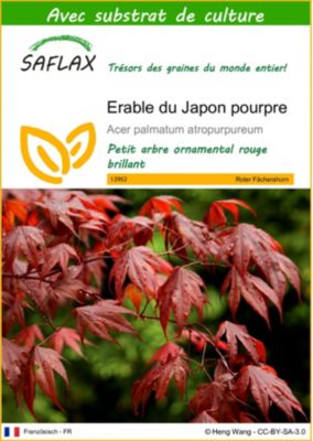 Graines D'Érable Du Japon Pourpre - Kit Cadeau Saflax | 20 Graines Acer Palmatum Atropurpureum + Instructions - 8