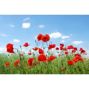 ESTAhome papier peint panoramique champ de coquelicots rouge, bleu et vert - 418,5 cm x 279 m - 158008