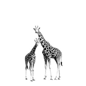 ESTAhome papier peint panoramique girafes noir et blanc - 139,5 cm x 2,79 m - 158701