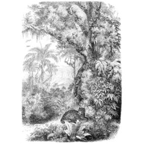 ESTAhome papier peint panoramique jungle noir et blanc - 2 x 2,79 m - 158945