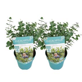 Eucalyptus 'Baby Blue' - Lot de 2 - Buissons d'Eucalyptus - Pot15 cm - H35-45 cm