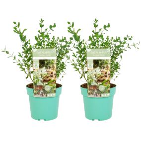 Eucalyptus parvifolia 'Oliva' - Set de 2 - Pot 19cm - Hauteur 40-50cm