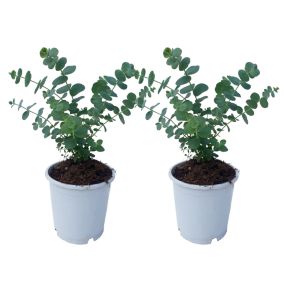 Eucalyptus Pulverulenta 'Bleu bébé' - Set de 2 - Pot 13cm - Hauteur 25-40cm