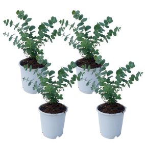 Eucalyptus Pulverulenta 'Bleu bébé' - Set de 4 - Pot 12cm - Hauteur 25-40cm