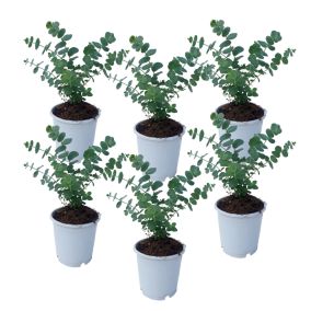 Eucalyptus Pulverulenta 'Bleu bébé' - Set de 6 - Pot 12cm - Hauteur 25-40cm