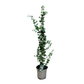 Eucalyptus Silver Dollar - Eucalyptus Rustique - Pot 19cm - Hauteur 100-110cm