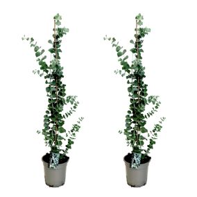 Eucalyptus Silver Dollar x2 - Eucalyptus Rustique - Pot 19cm - Hauteur 100-110cm