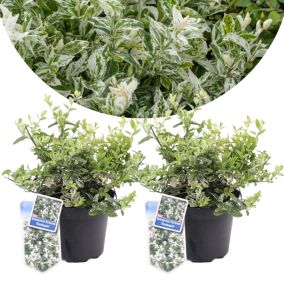 Euonymus Harlequin - Set de 2 - Euonymus fortunei - Pot 17cm - Hauteur 20-30cm