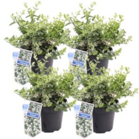 Euonymus Harlequin - Set de 4 - Euonymus fortunei - Pot 17cm - Hauteur 20-30cm