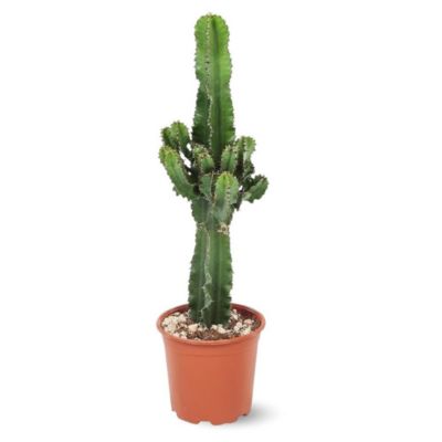 Euphorbe eritrea - cowboy cactus - hauteur 90-100 cm - diamètre 19 cm - cactus et plantes grasses