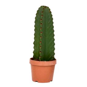 Euphorbia Ingens 'cactus cowboy' - cactus - pot 18cm - hauteur 40-50cm