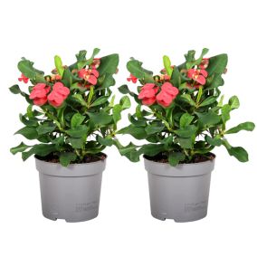 Euphorbia Milii - Épine du Christ - lot de 2 - Succulente - Pot13cm - 25-35cm