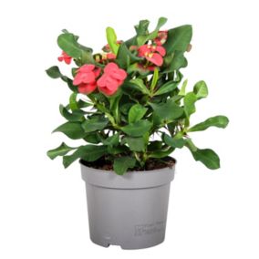 Euphorbia Milii - Épine du Christ - Succulente - Pot 13 cm - hauteur 25-35 cm