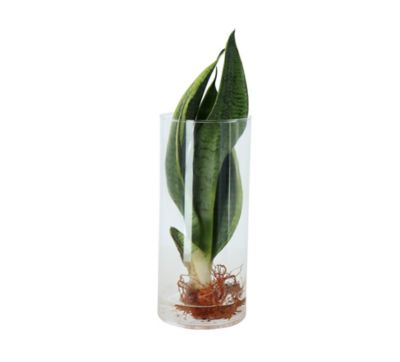 Feuillage mixte dans verre 12cm