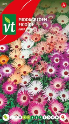 Ficoïde Varie - Ca. 1 gr   Graines de fleurs