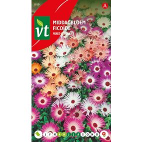 Ficoide Varie - Ca. 1 gr   Graines de fleurs