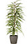 Ficus BA 21cm avec cache pot pierre