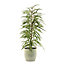Ficus BA 21cm avec cache pot rayures vertes