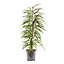 Ficus BA 21cm