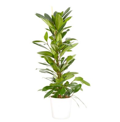Ficus cyathistipula 21cm avec cache pot blanc
